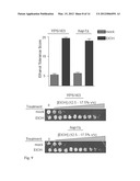 RECOMBINANT YEAST WITH IMPROVED ETHANOL TOLERANCE AND RELATED METHODS OF     USE diagram and image