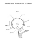 BIOCATALYSTS SYNTHESIZING DEREGULATED CELLULASES diagram and image