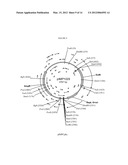 BIOCATALYSTS SYNTHESIZING DEREGULATED CELLULASES diagram and image