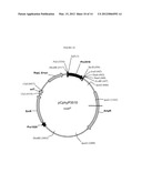 BIOCATALYSTS SYNTHESIZING DEREGULATED CELLULASES diagram and image