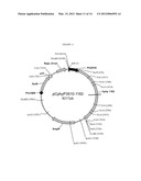 BIOCATALYSTS SYNTHESIZING DEREGULATED CELLULASES diagram and image