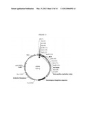 BIOCATALYSTS SYNTHESIZING DEREGULATED CELLULASES diagram and image