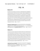 ANTI-5T4 ANTIBODIES AND USES THEREOF diagram and image