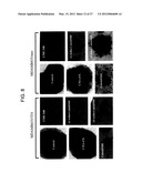 ANTI-5T4 ANTIBODIES AND USES THEREOF diagram and image