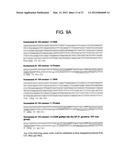 ANTI-5T4 ANTIBODIES AND USES THEREOF diagram and image