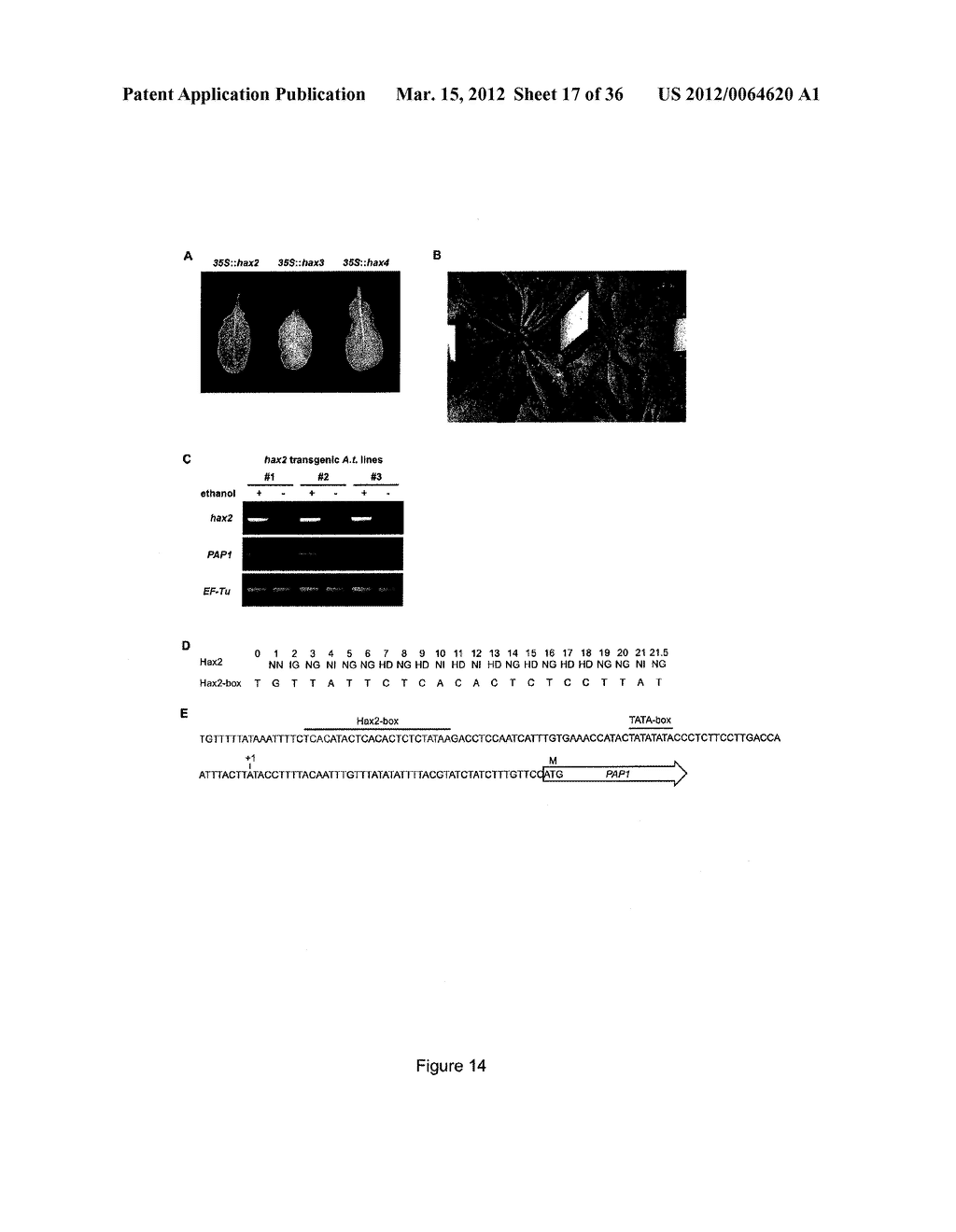 MODULAR DNA-BINDING DOMAINS AND METHODS OF USE - diagram, schematic, and image 18