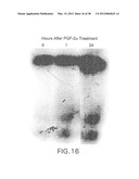 Nucleic Acids, Polypeptides, Compositions, and Methods for Modulating     Apoptosis diagram and image