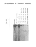 Nucleic Acids, Polypeptides, Compositions, and Methods for Modulating     Apoptosis diagram and image