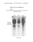 Nucleic Acids, Polypeptides, Compositions, and Methods for Modulating     Apoptosis diagram and image