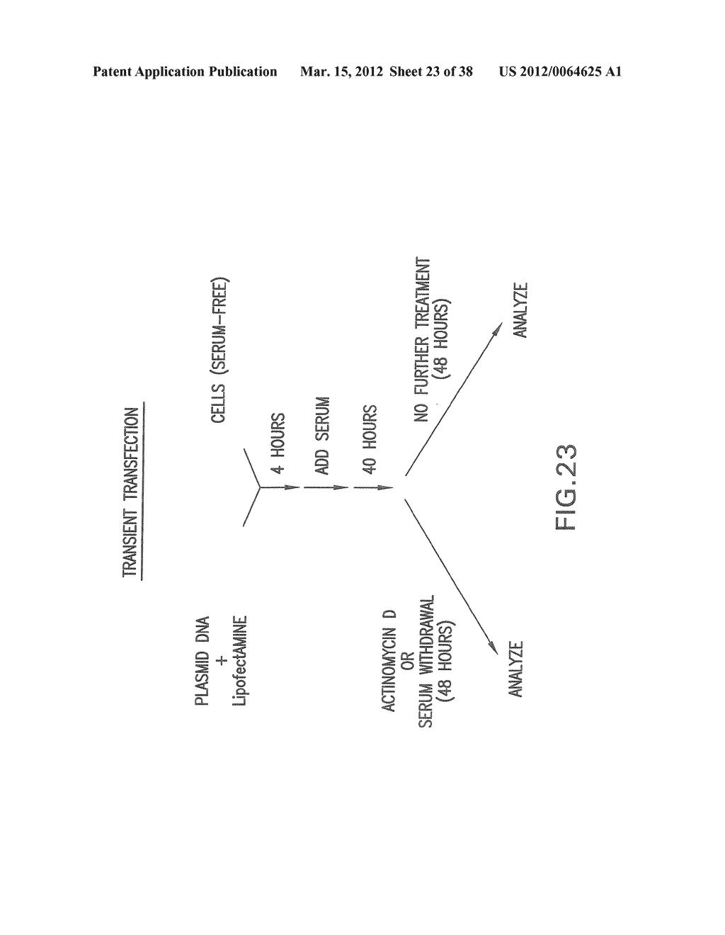 Nucleic Acids, Polypeptides, Compositions, and Methods for Modulating     Apoptosis - diagram, schematic, and image 24