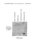 Nucleic Acids, Polypeptides, Compositions, and Methods for Modulating     Apoptosis diagram and image