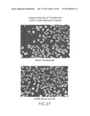 Nucleic Acids, Polypeptides, Compositions, and Methods for Modulating     Apoptosis diagram and image