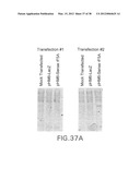 Nucleic Acids, Polypeptides, Compositions, and Methods for Modulating     Apoptosis diagram and image