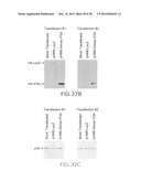 Nucleic Acids, Polypeptides, Compositions, and Methods for Modulating     Apoptosis diagram and image