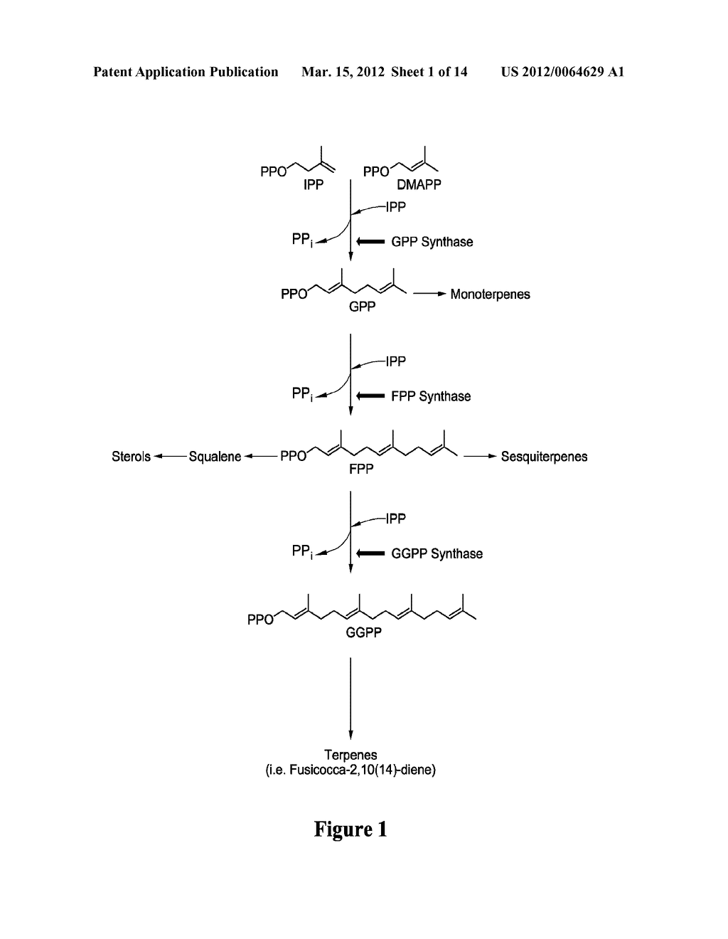 VARIANT ISOPRENOID PRODUCING ENZYMES AND USES THEREOF - diagram, schematic, and image 02