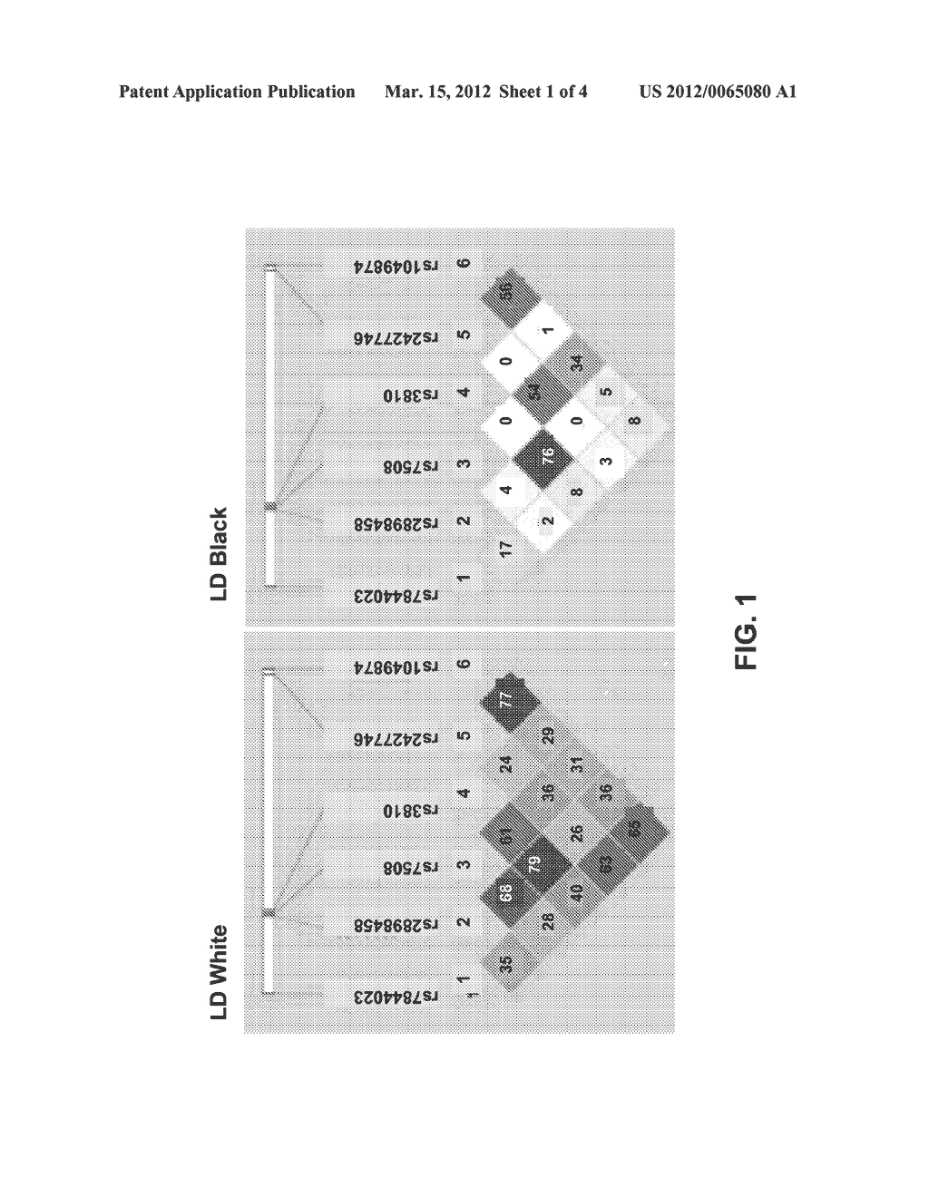 ACID CERAMIDASE POLYMORPHISMS AND METHODS OF PREDICTING TRAITS USING THE     ACID CERAMIDASE POLYMORPHISMS - diagram, schematic, and image 02