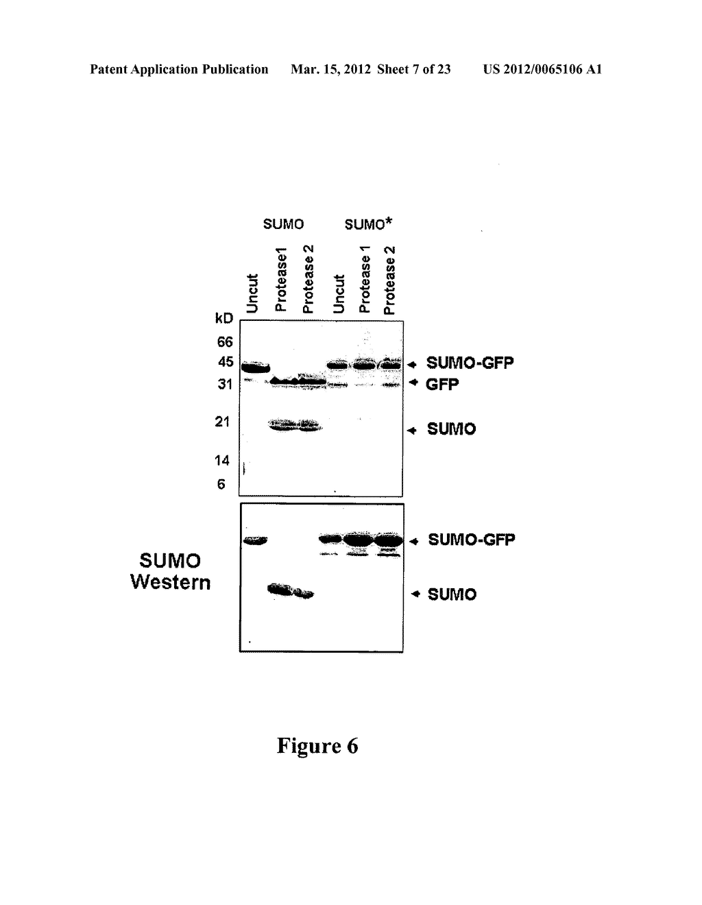 Methods and Compositions for Enhanced Protein Expression and Purification - diagram, schematic, and image 08