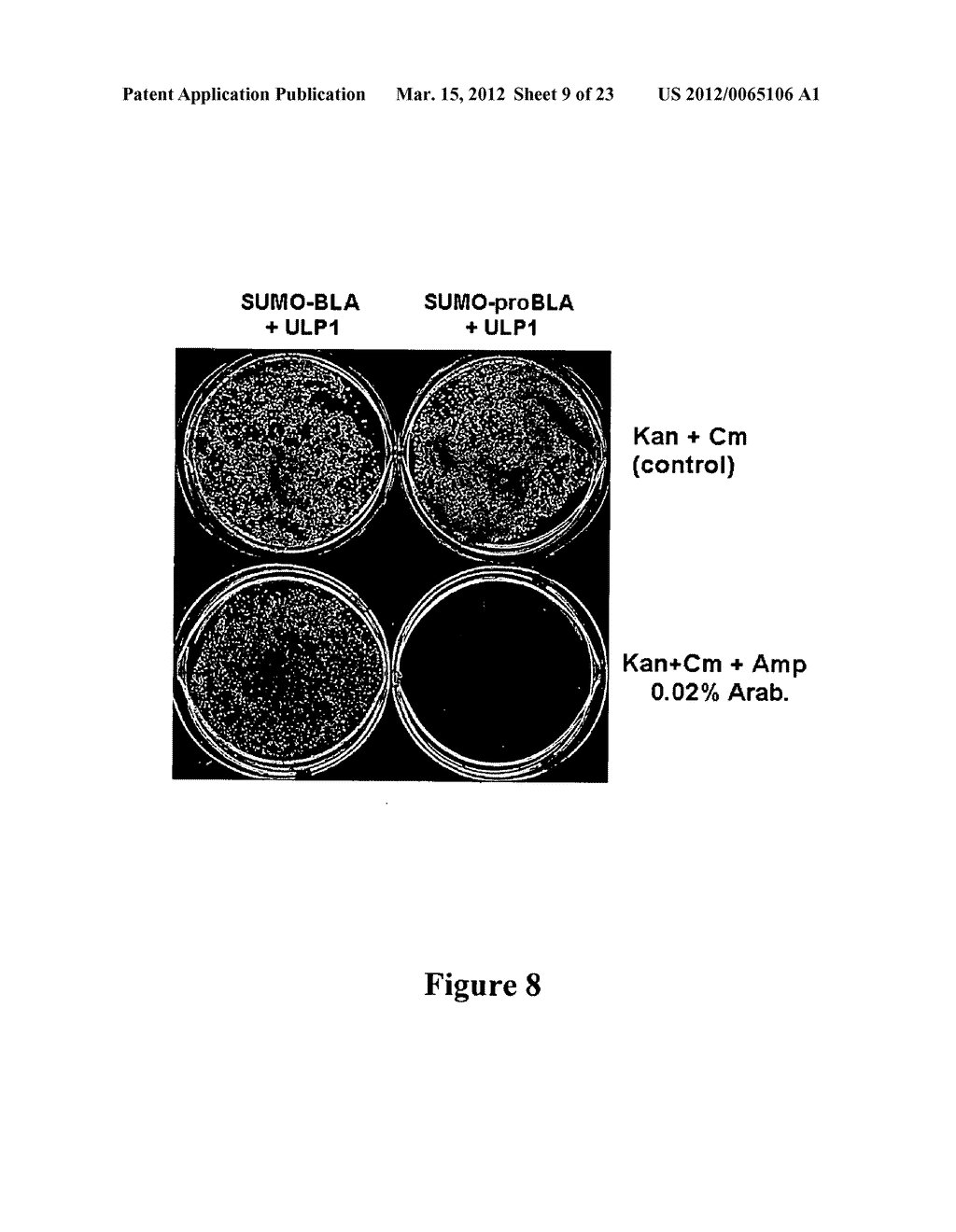 Methods and Compositions for Enhanced Protein Expression and Purification - diagram, schematic, and image 10