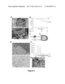 USE OF THE GTPASE RAB27B TO DIAGNOSE AND TREAT POOR PROGNOSIS     ESTROGEN-RECEPTOR-POSITIVE BREAST CANCER diagram and image