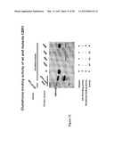 Pyrazolo Pyrimidine Derivatives and Methods of Use Thereof diagram and image