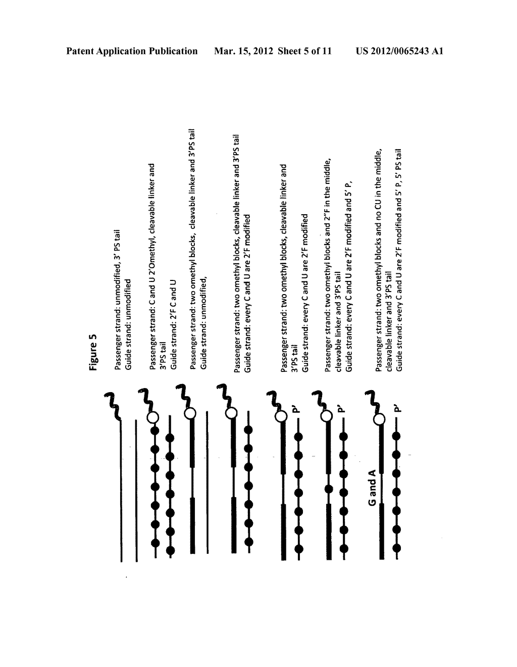 RNA DUPLEXES WITH SINGLE STRANDED PHOSPHOROTHIOATE NUCLEOTIDE REGIONS FOR     ADDITIONAL FUNCTIONALITY - diagram, schematic, and image 06