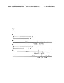 RNA MOLECULES AND THERAPEUTIC USES THEREOF diagram and image