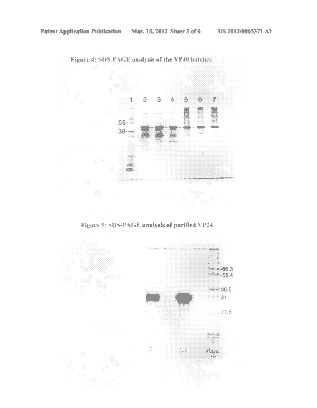 Recombinant proteins from filoviruses and their use - diagram, schematic, and image 04