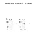 DUAL TARGETING ANTIBODY OF NOVEL FORM, AND USE THEREOF diagram and image