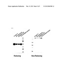 DUAL TARGETING ANTIBODY OF NOVEL FORM, AND USE THEREOF diagram and image