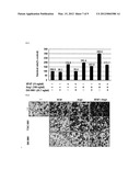 DUAL TARGETING ANTIBODY OF NOVEL FORM, AND USE THEREOF diagram and image