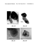 POLYIONIC TRANSITIONAL METAL PHOSPHORESCENT COMPLEX/POLYMER HYBRID SYSTEMS     FOR BIOIMAGING AND SENSING APPLICATIONS diagram and image