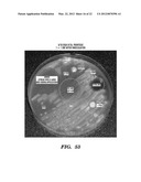 Topical drug delivery system with dual carriers diagram and image