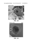 Topical drug delivery system with dual carriers diagram and image