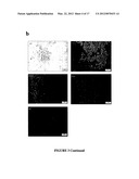 FLAVONOID HYDROGEL diagram and image