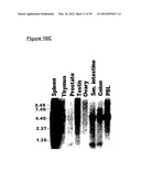 METHOD OF IDENTIFYING COMPOUNDS THAT BIND BAFF-R diagram and image