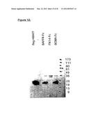 METHOD OF IDENTIFYING COMPOUNDS THAT BIND BAFF-R diagram and image