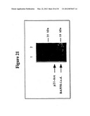 METHOD OF IDENTIFYING COMPOUNDS THAT BIND BAFF-R diagram and image