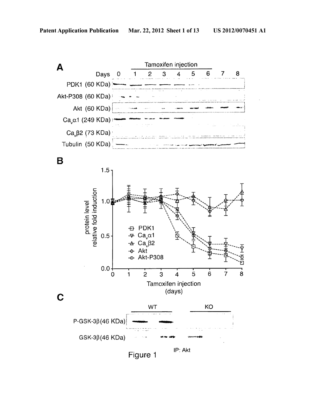METHODS AND COMPOSITIONS FOR MODULATING CARDIAC CONTRACTILITY - diagram, schematic, and image 02