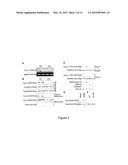 METHODS AND COMPOSITIONS FOR MODULATING CARDIAC CONTRACTILITY diagram and image