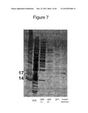 DENDRITIC CELL MODULATORY MOLECULE diagram and image