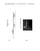 DENDRITIC CELL MODULATORY MOLECULE diagram and image