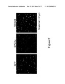 Targeted Gene Delivery to Dendritic Cells diagram and image