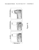 Targeted Gene Delivery to Dendritic Cells diagram and image