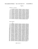 LAFORA S DISEASE GENE diagram and image