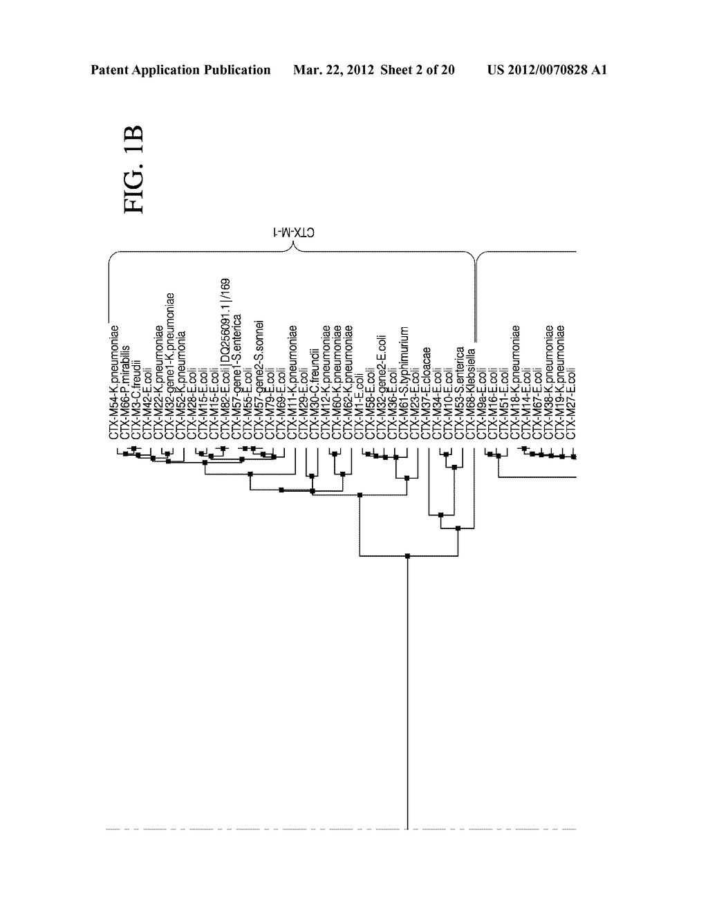 METHODS FOR THE DETECTION AND IDENTIFICATION OF EXTENDED SPECTRUM BETA     LACTAMASES - diagram, schematic, and image 03