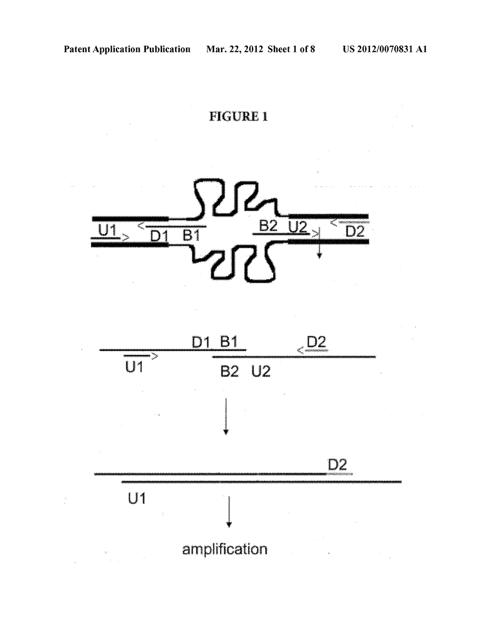 Amplification of Distant Nucleic Acid Targets Using Engineered Primers - diagram, schematic, and image 02