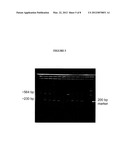 Amplification of Distant Nucleic Acid Targets Using Engineered Primers diagram and image