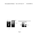 Method of Cloning Stable Stress Tolerant Superoxide Dismutase Using     Universal Primers diagram and image