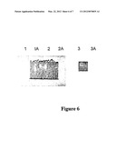 Method of Cloning Stable Stress Tolerant Superoxide Dismutase Using     Universal Primers diagram and image