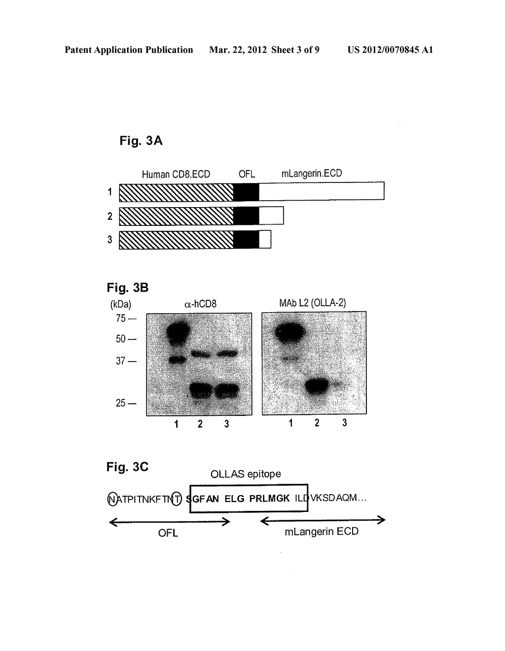 METHODS, SYSTEMS AND REAGENTS FOR IMPROVED IMMUNODETECTION - diagram, schematic, and image 04